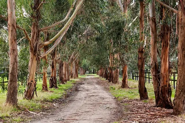 Dirt path winding through a dense eucalyptus forest, evoking the brand's natural Australian roots.