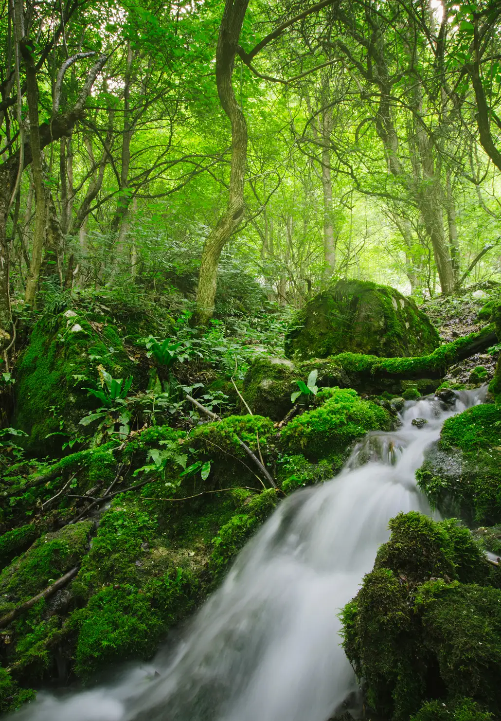 Lush green forest waterfall cascading over mossy rocks, reinforcing the brand's eco-friendly theme.