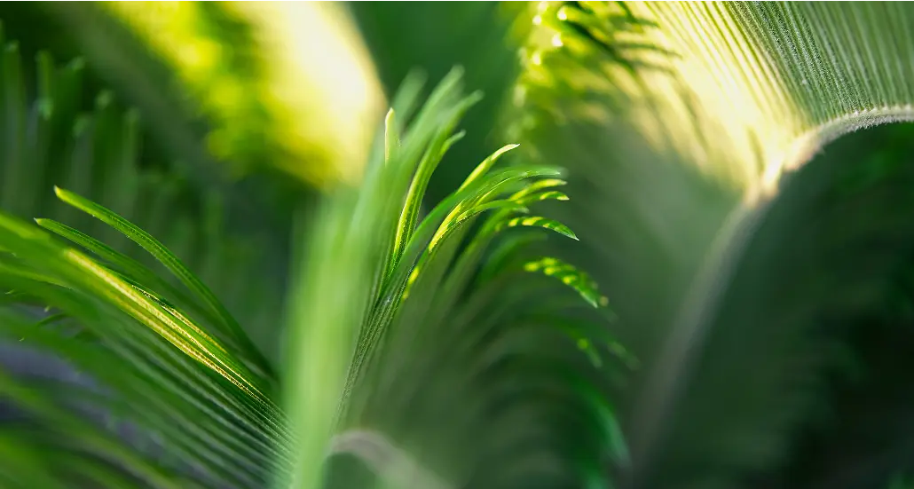 Close-up of sunlit green palm fronds, echoing the app's natural eco-cosmetics branding.