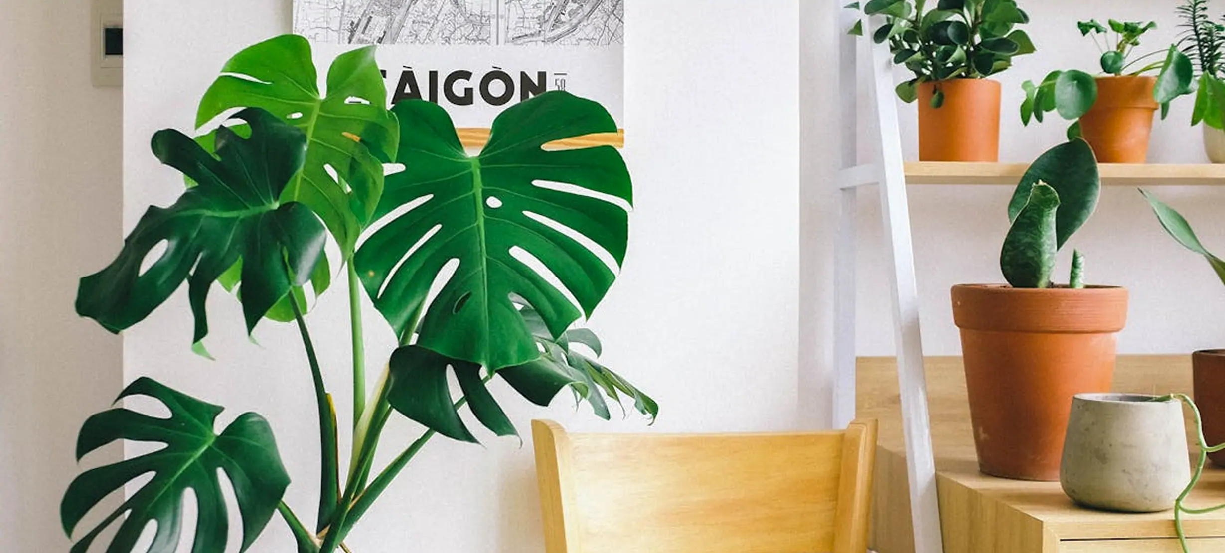 Indoor space with potted plants on shelves illustrating the plant marketplace concept.